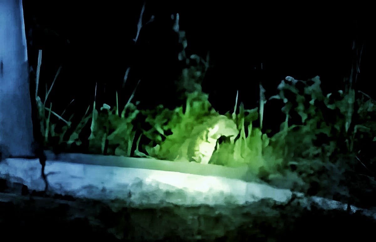 Macan Tutul